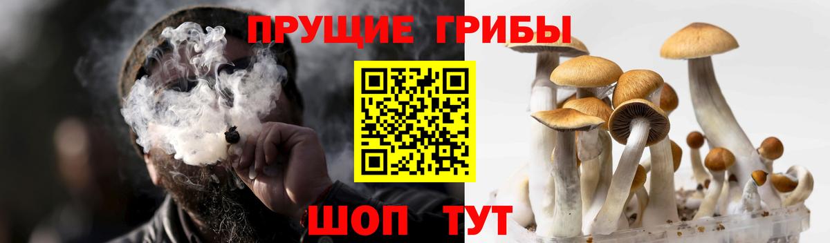 Псилоцибиновые грибы мицелий  Псилоцибиновые грибы GOLDEN TEACHER  Ейск 